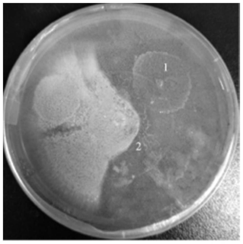 A kind of β-glucanase and its application in inhibiting Ochrax aspergillus