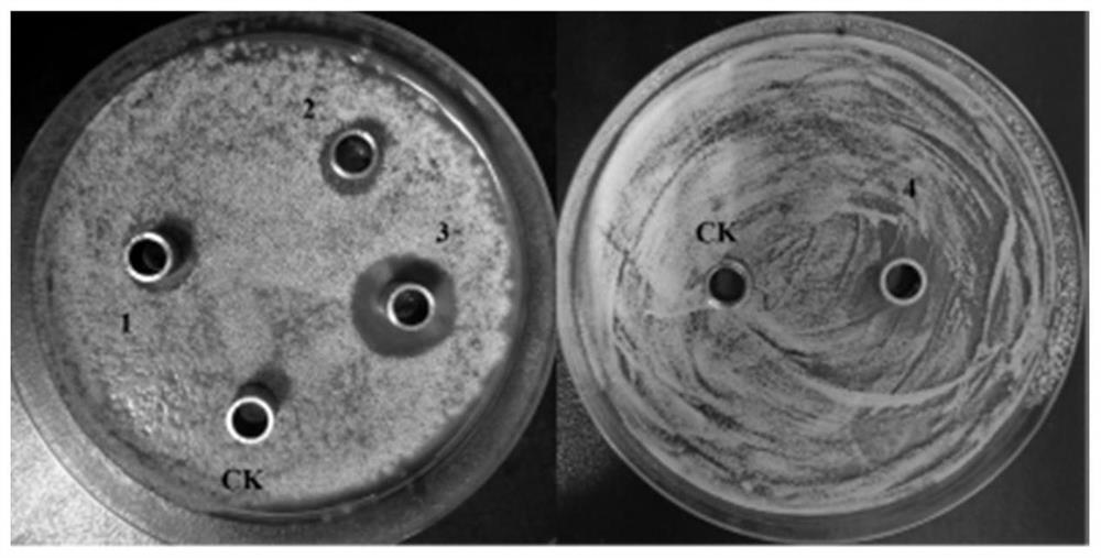 A kind of β-glucanase and its application in inhibiting Ochrax aspergillus