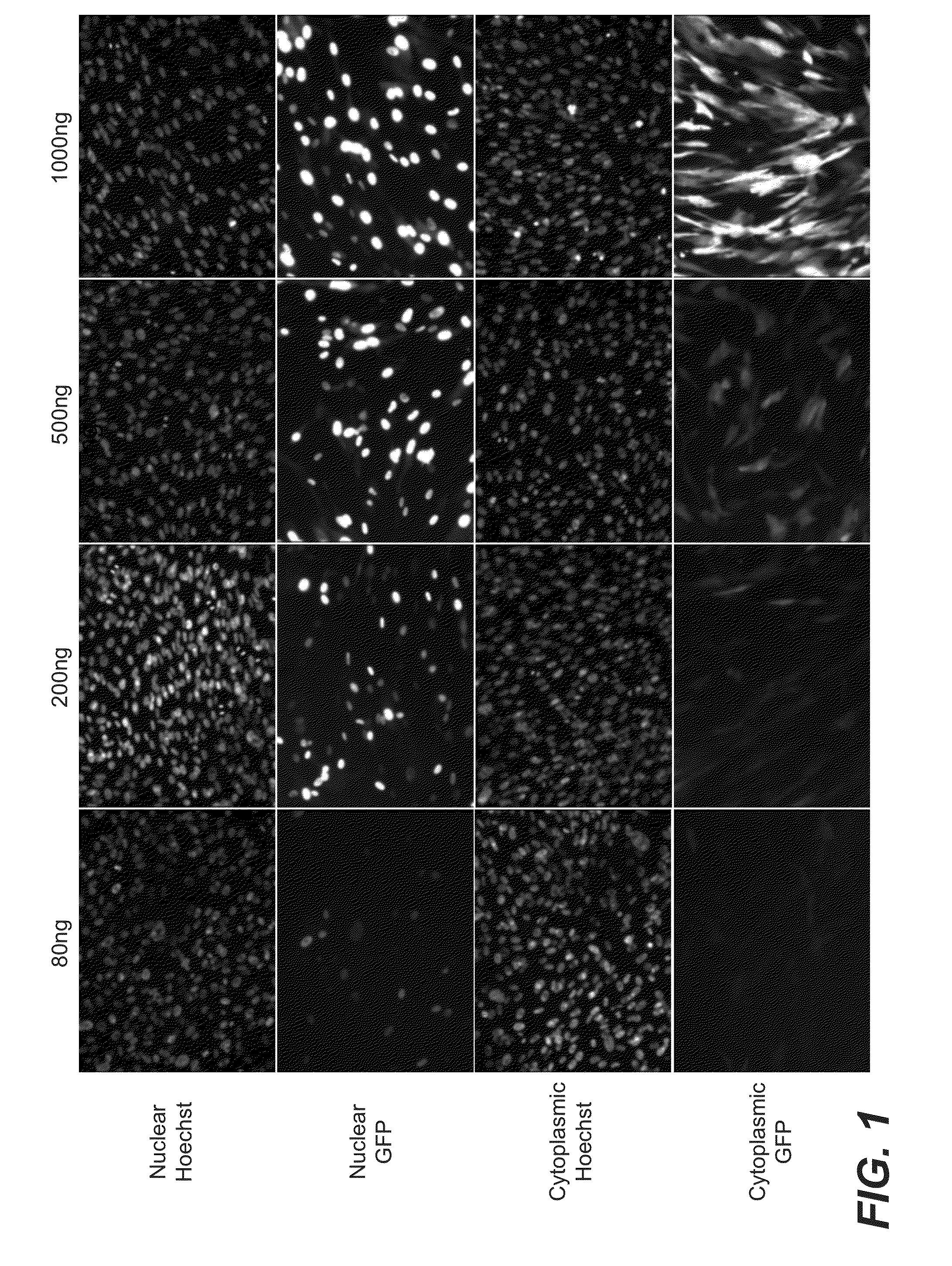 Methods and compositions for producing induced hepatocytes