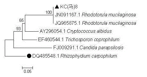 Rhodotorula mucilaginosa and application in fermentation production of carotenoid and oils