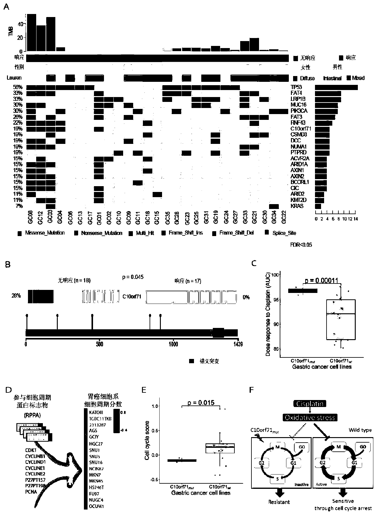 Gastric cancer marker and application thereof