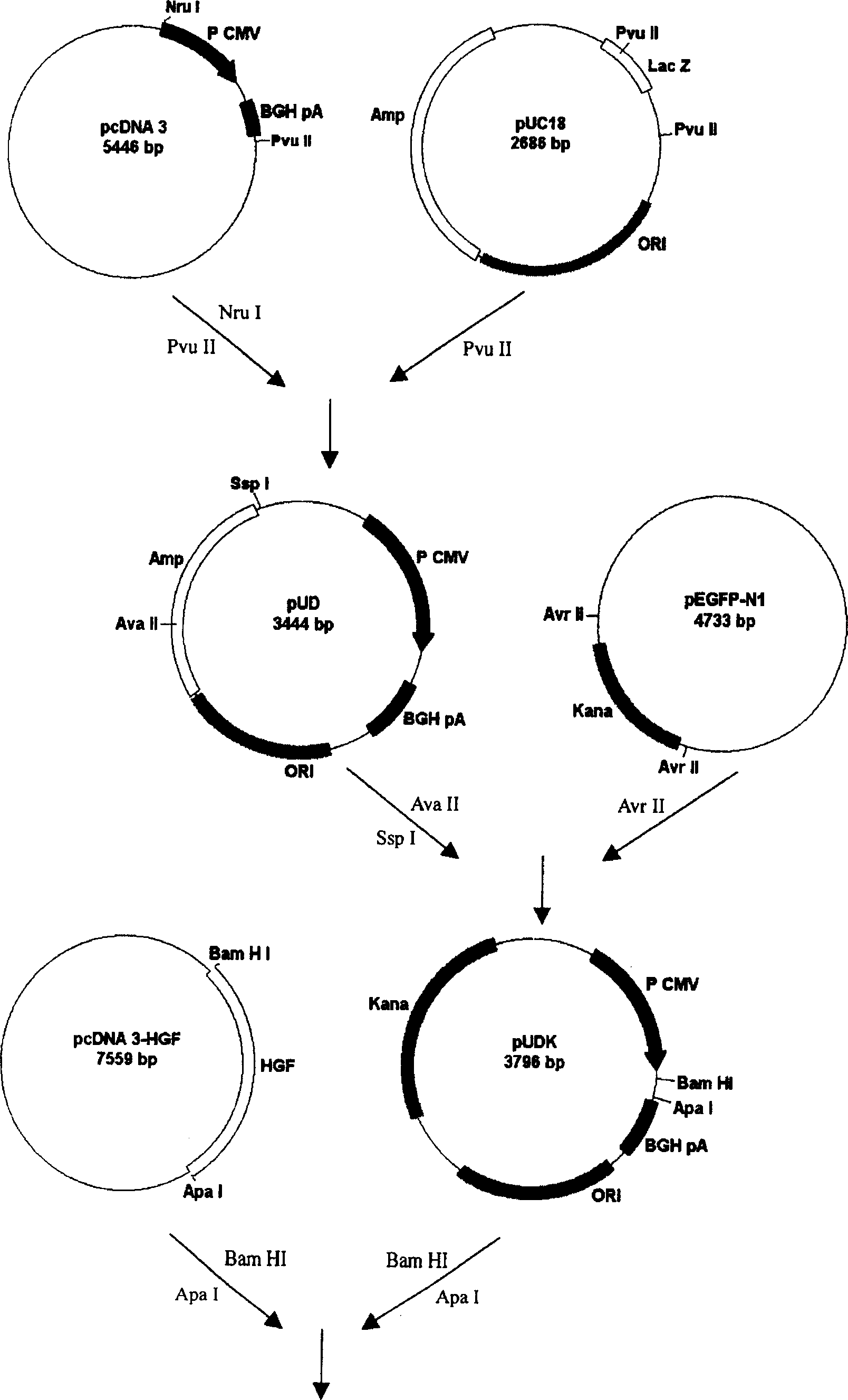 Recombination plasmid and application in disease prevention and control