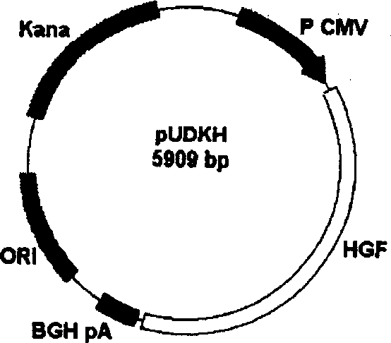 Recombination plasmid and application in disease prevention and control