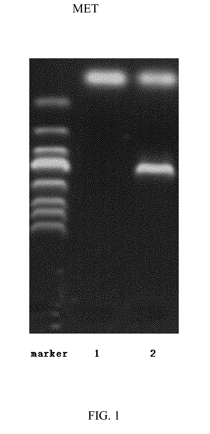 Method for direct transformation of exogenous DNA into resting spores of aspergillus niger independent of mediators