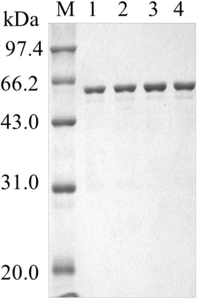 Sucrose isomerase mutant with improved thermal stability and catalytic efficiency