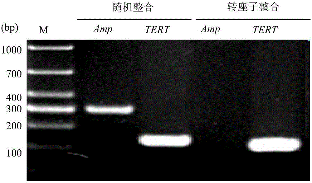 A transposon vector expressing porcine telomerase reverse enzyme and its construction method and application in establishing porcine immortalized cell lines