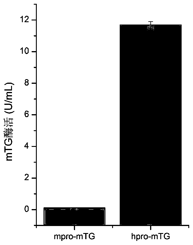 A mutant of transglutaminase expressed in an active form