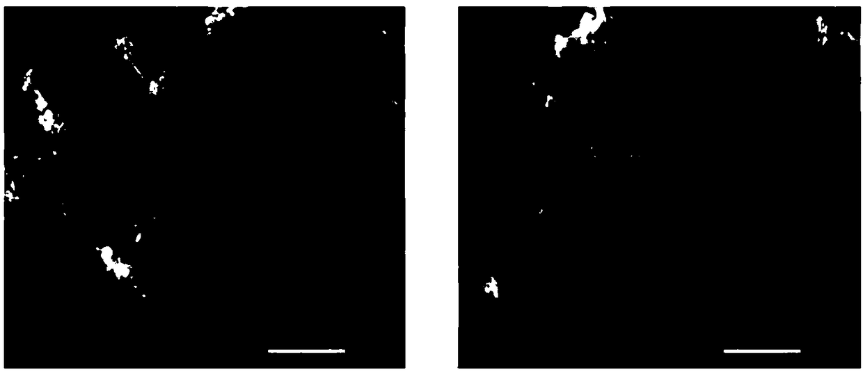 Preparation method and application of high adsorption performance water supply plant residual mud non-sintered ceramsite