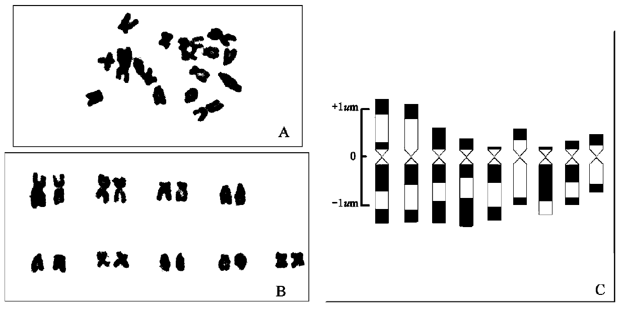 Method for identifying single chromosome of winged tobaccos