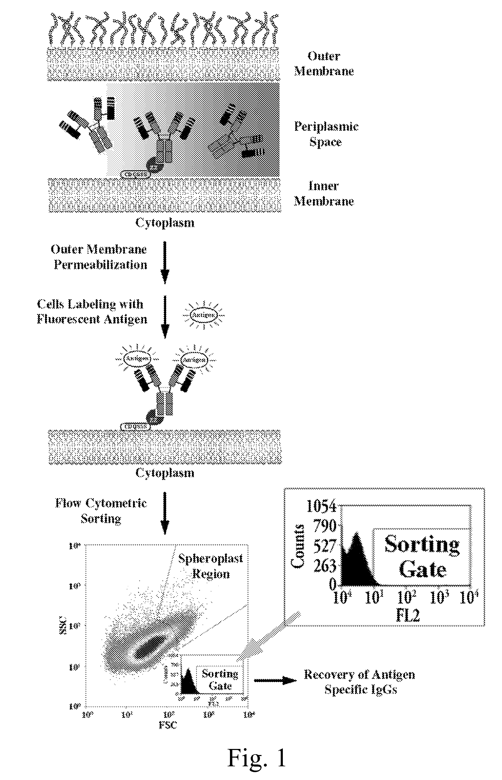 Immunoglobulin libraries