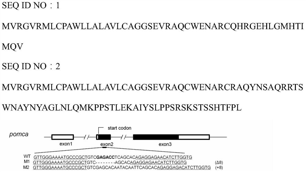 A method for promoting the improvement of fish growth traits