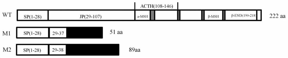 A method for promoting the improvement of fish growth traits