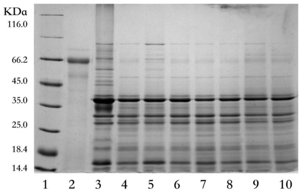 Preparation method of cross-linking enzyme