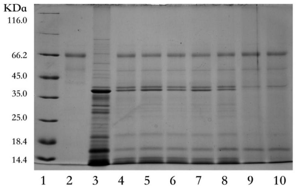 Preparation method of cross-linking enzyme