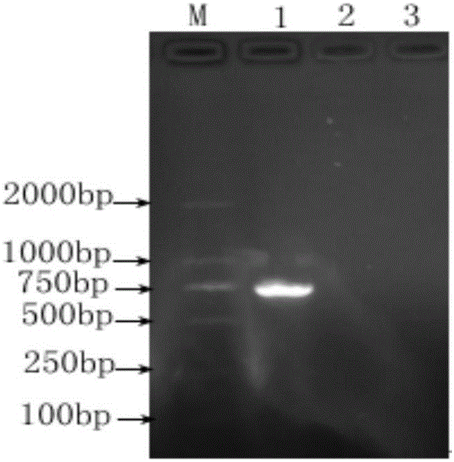 Livestock S2 vaccine immunity and Brucella melitensis/abortus infection IELISA (enzyme linked immunosorbent assay) detection reagent