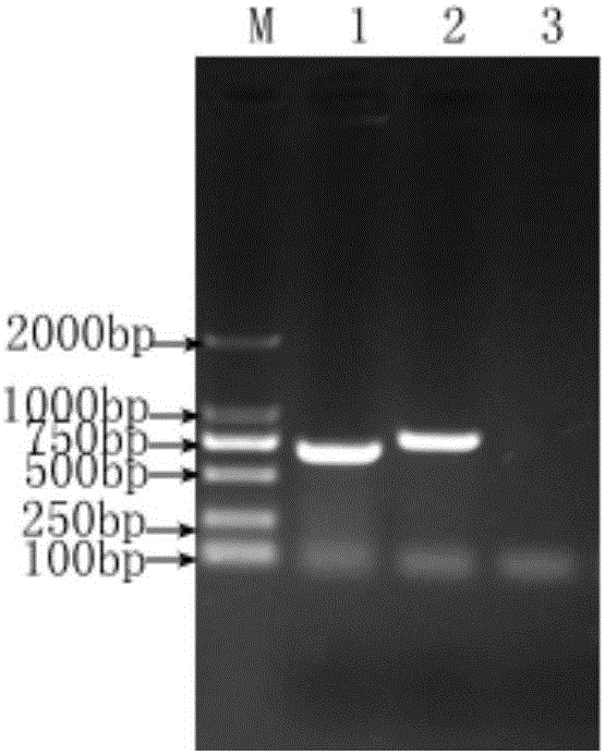 Livestock S2 vaccine immunity and Brucella melitensis/abortus infection IELISA (enzyme linked immunosorbent assay) detection reagent