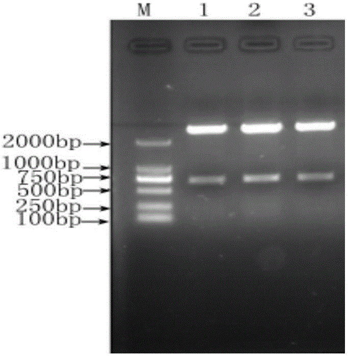 Livestock S2 vaccine immunity and Brucella melitensis/abortus infection IELISA (enzyme linked immunosorbent assay) detection reagent