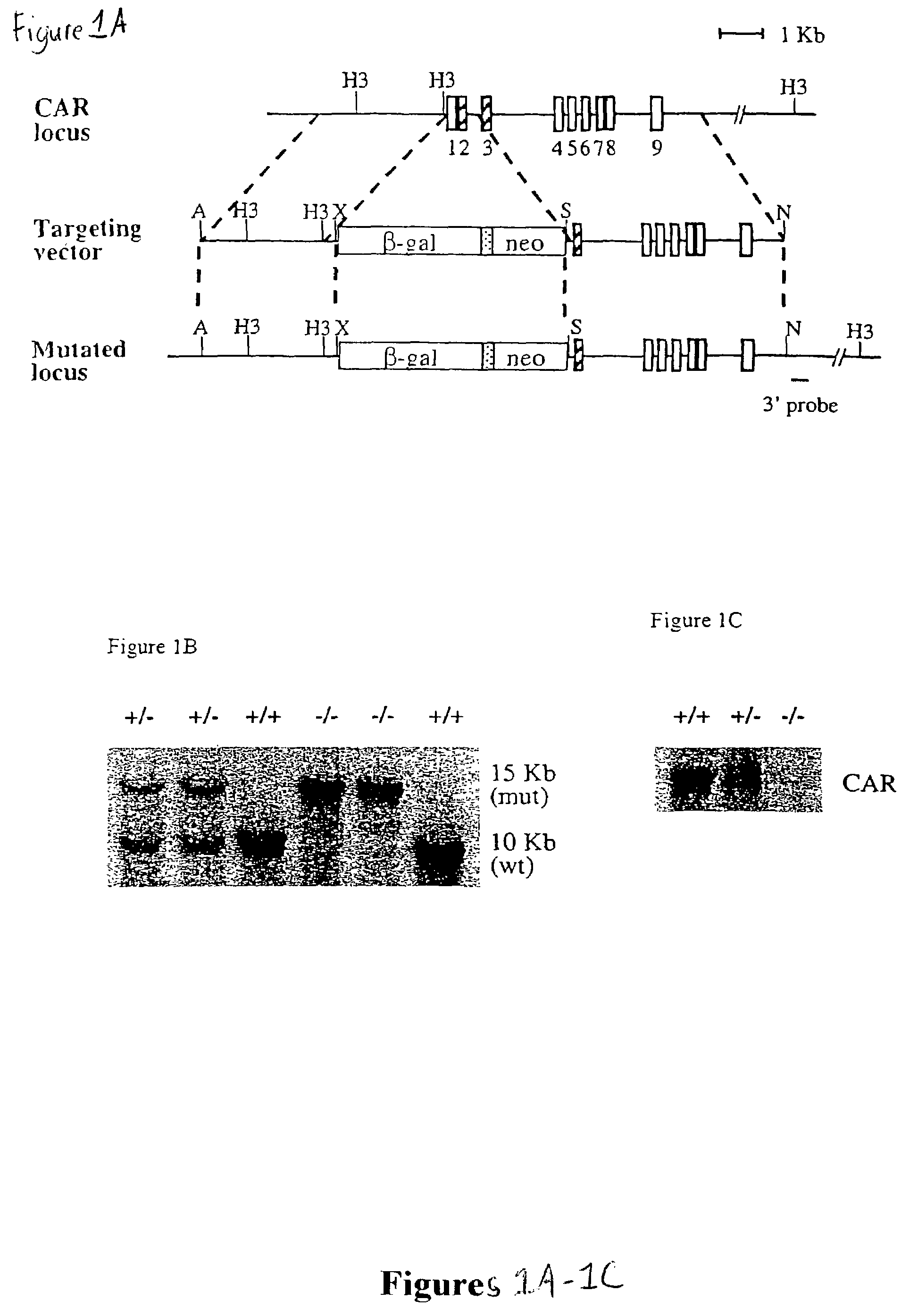 Screening systems and methods for identifying modulators of xenobiotic metabolism