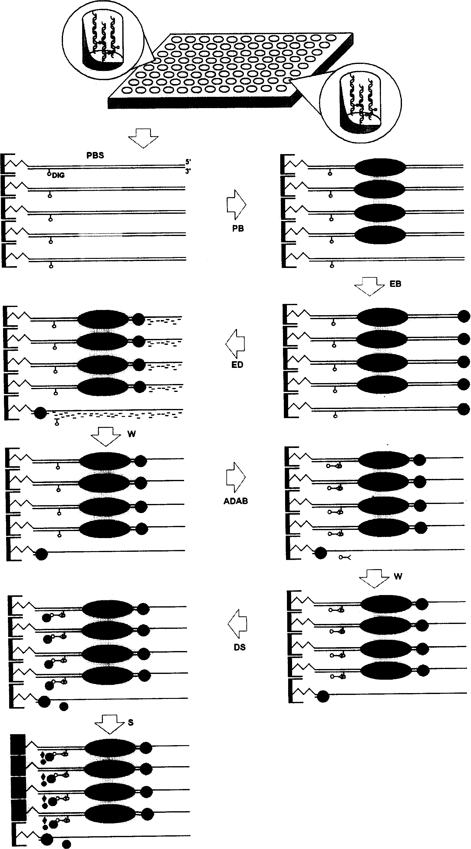 Detection of transcription factor protein by double chain RNA molecule with special labeling fixed to micro-plate coated by exonuclease III