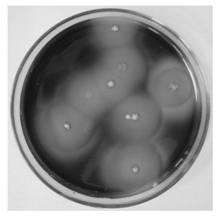 Method for screening epsilon-polylysine producing strains