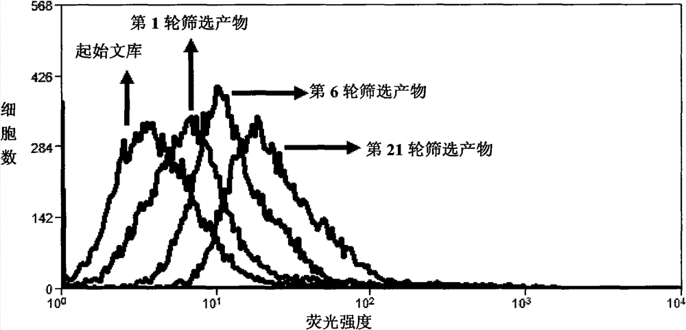 Aptamer for typing different non-small cell lung cancer subtypes and screening method thereof