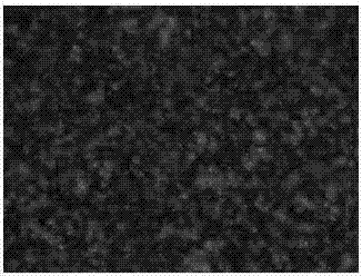 Testing apparatus for quantitatively characterizing wax crystal aggregation of wax-bearing crude oil and quantitative characterizing method of testing apparatus