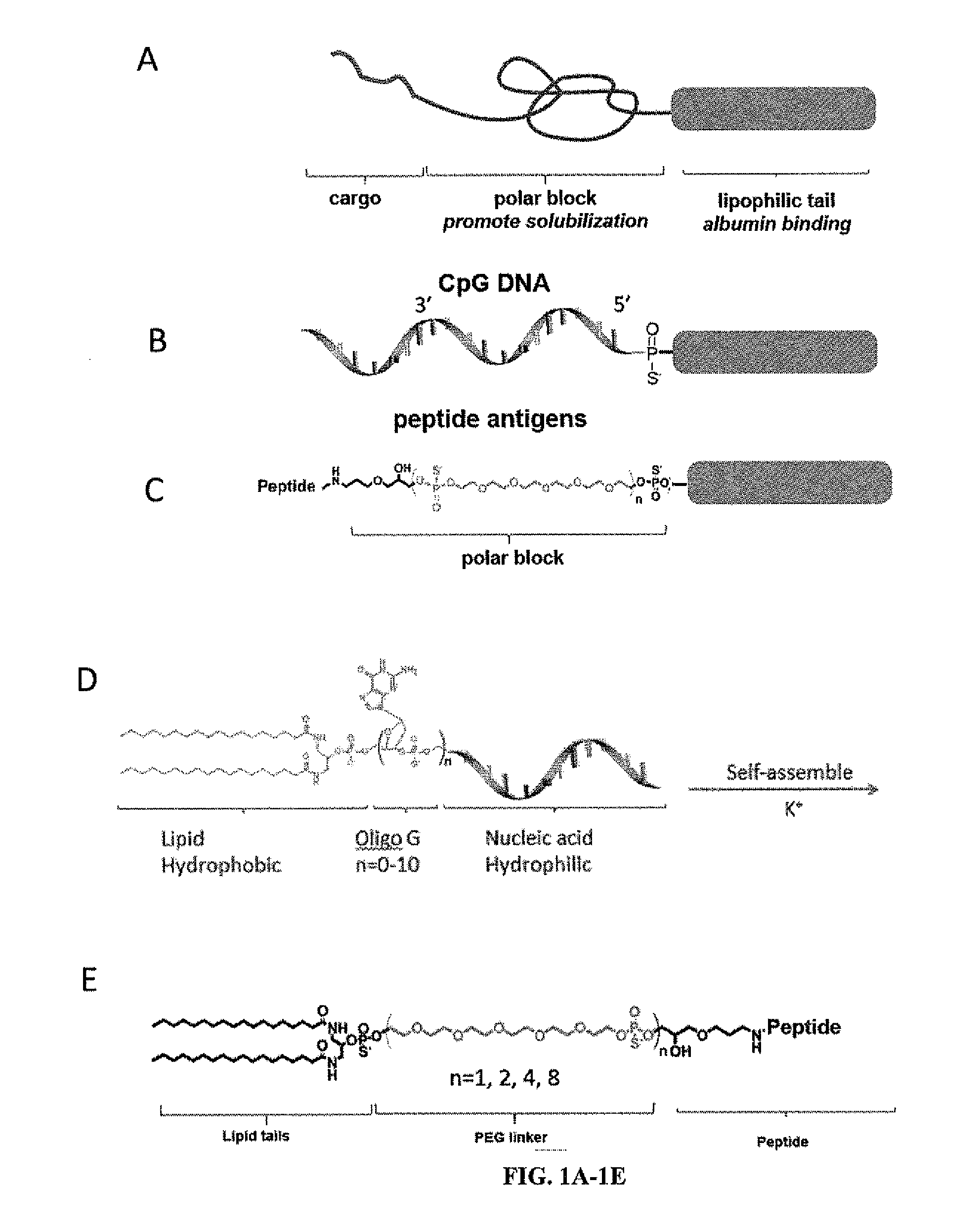 Immunostimulatory compositions and methods of use thereof