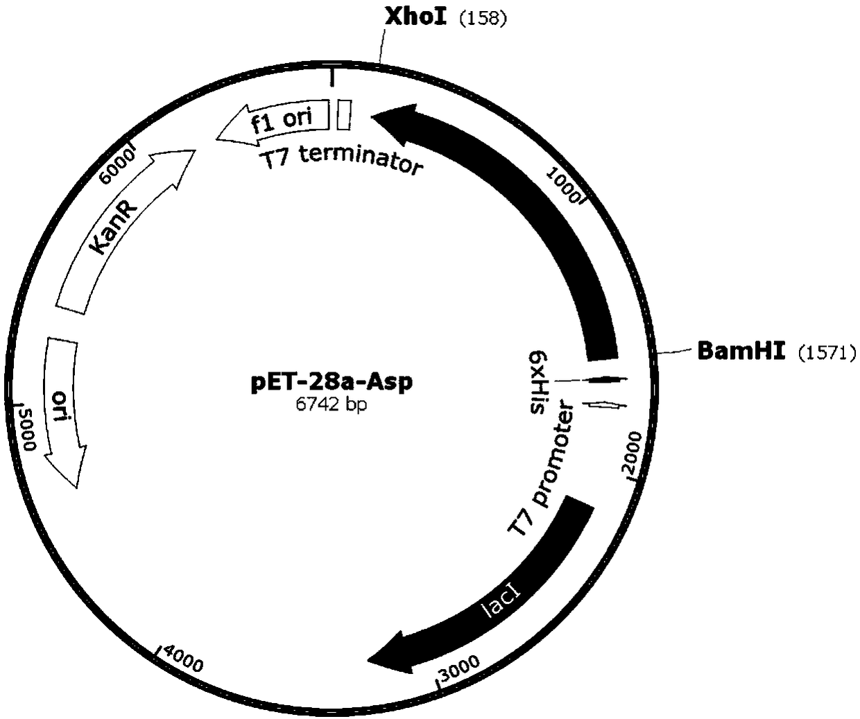 Preparation method of R-3-aminobutyric acid