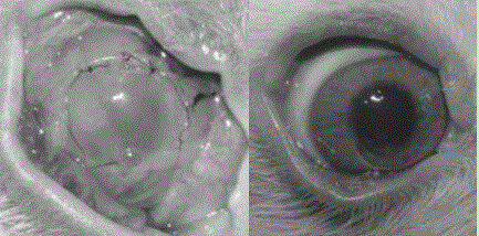 Preparation method of tissue engineering cornea