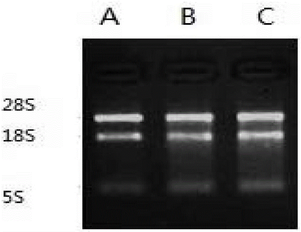 Plant bleeding sap RNA extracting method