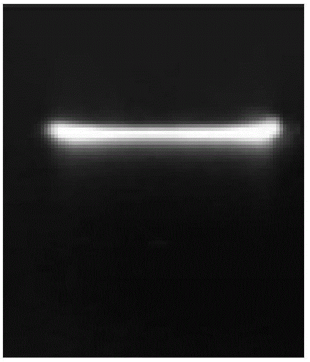 Plant bleeding sap RNA extracting method