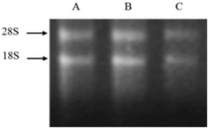 Plant bleeding sap RNA extracting method