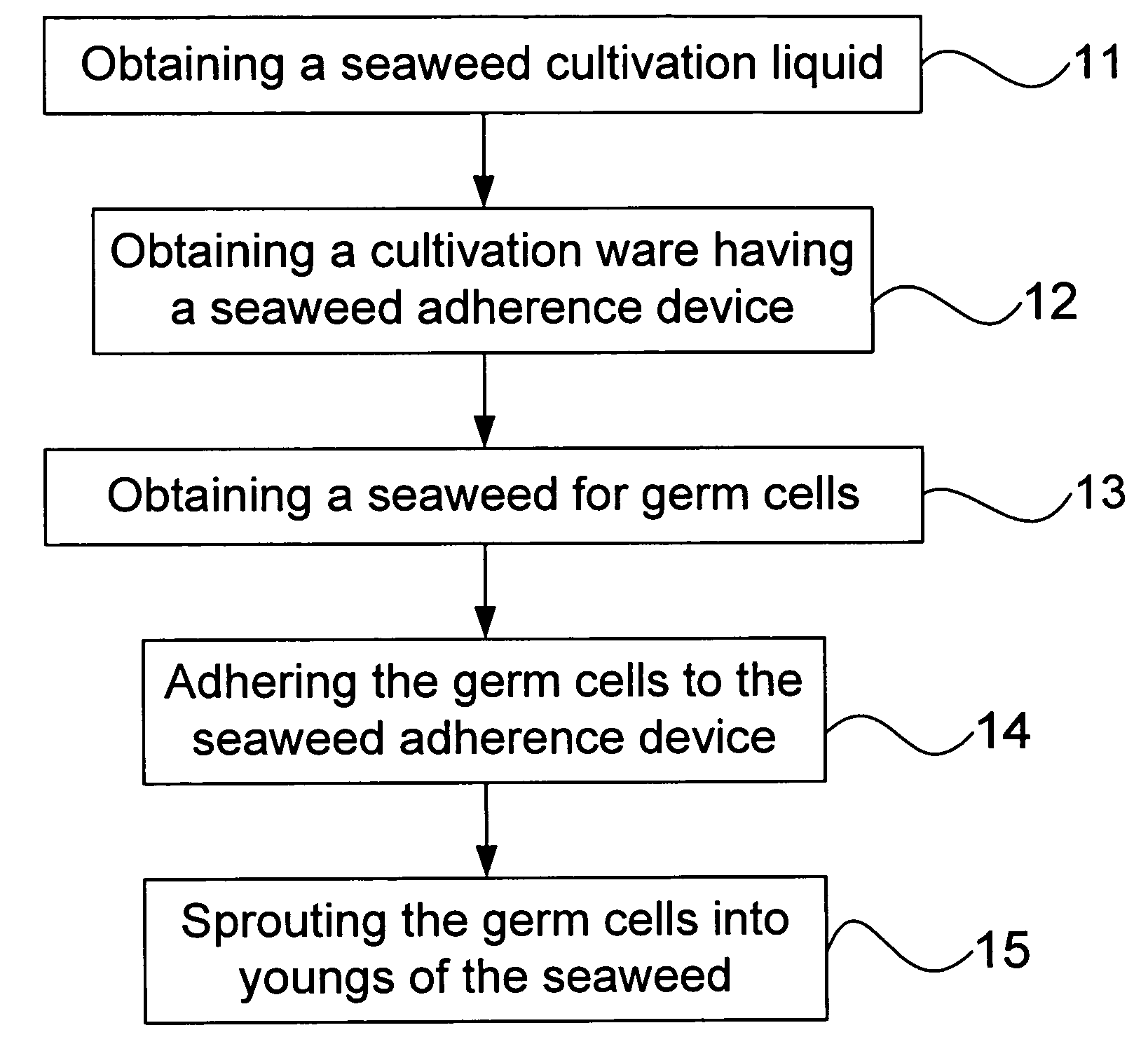 Method for cultivating seaweed having adherence