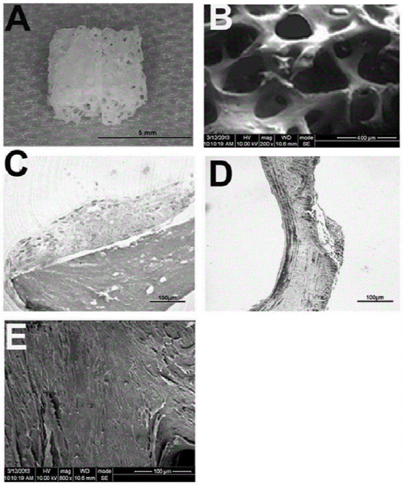 Bionics-based preparation method for tissue-engineered bone