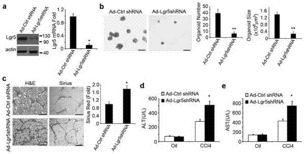 Method for combined induction of increase in endogenous Lgr5+ liver stem cells and application of method