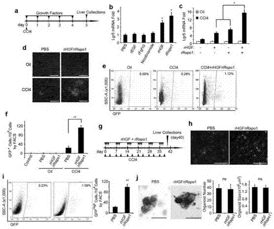 Method for combined induction of increase in endogenous Lgr5+ liver stem cells and application of method