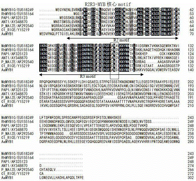 Anthurium myb transcription factor AaMYB1 and carrier, engineering bacterium and application thereof