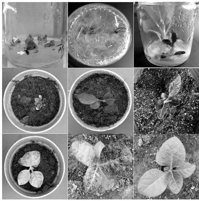 Anthurium myb transcription factor AaMYB1 and carrier, engineering bacterium and application thereof