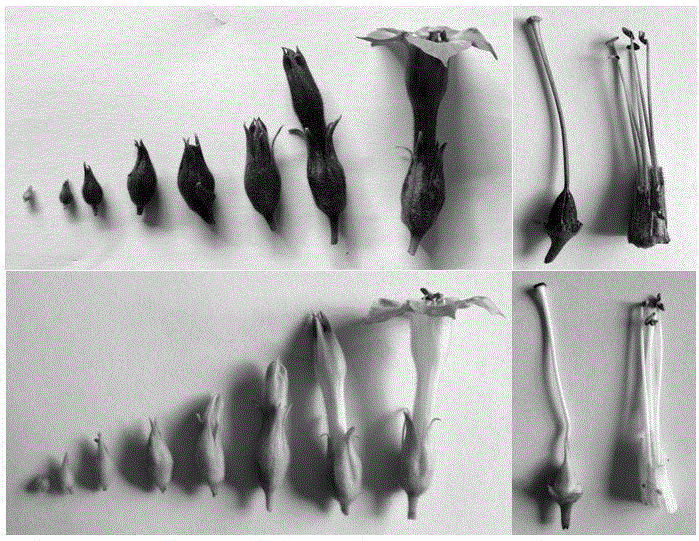 Anthurium myb transcription factor AaMYB1 and carrier, engineering bacterium and application thereof