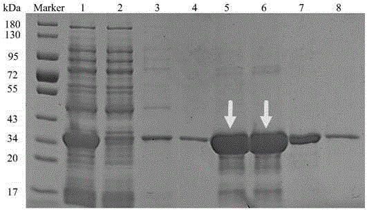 Protein for degrading patulin and encoding gene and application of protein