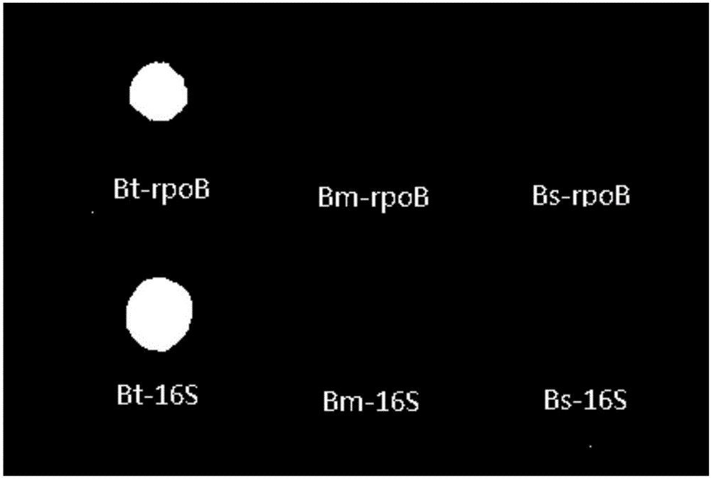 Gene chip for specific detection of bacillus thuringiensis