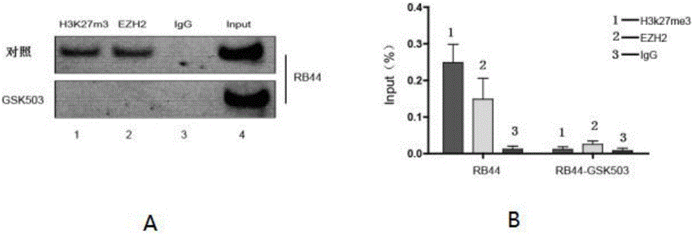 Application of GSK503 in preparing drug for treating RB (Retinoblastoma)