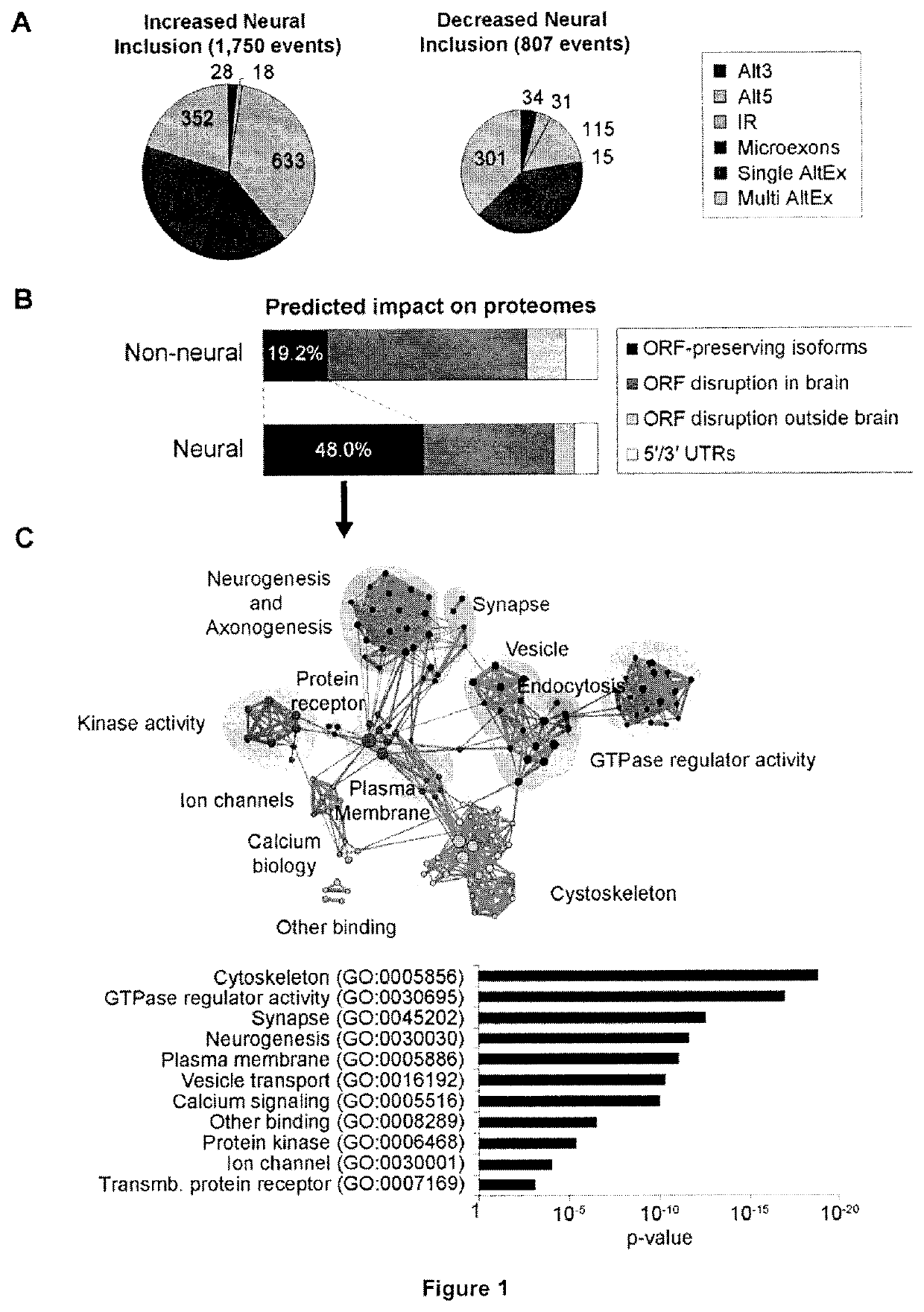 Modulation and detection of a neuronal alternative splicing regulatory network for treatment and diagnosis of neurological disorders