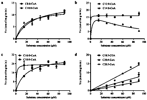 A bifunctional enzyme with wax ester synthesis activity and triglyceride synthesis activity, its encoding gene and application