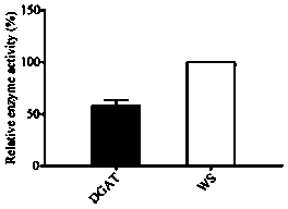 A bifunctional enzyme with wax ester synthesis activity and triglyceride synthesis activity, its encoding gene and application