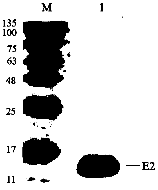 Bovine viral diarrhea virus (BVDV) E2 protein antigen multi-epitope fusion peptide as well as preparation and application thereof