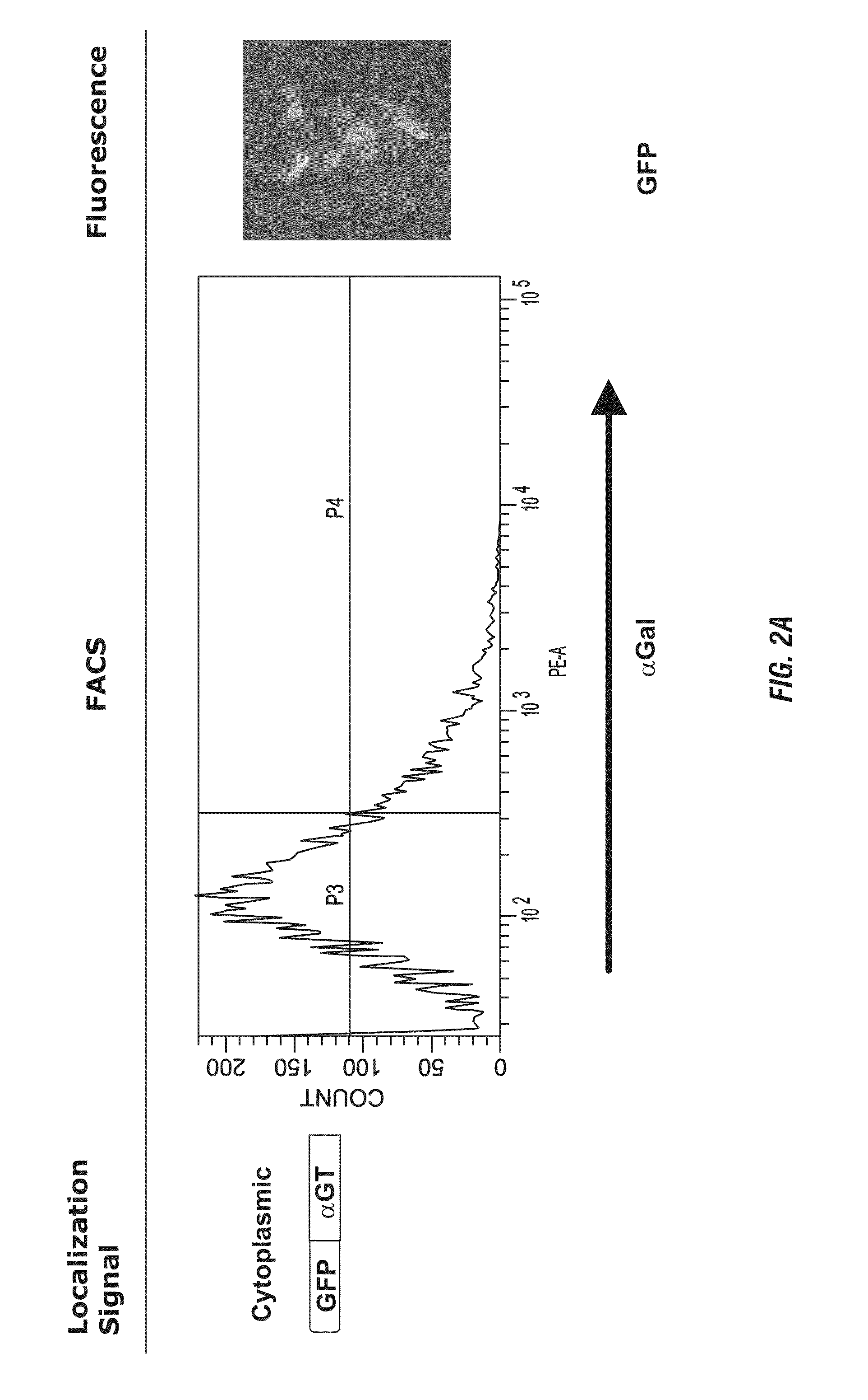 Enhanced immunogenicity of tumor associated antigens by addition of alphaGal epitopes