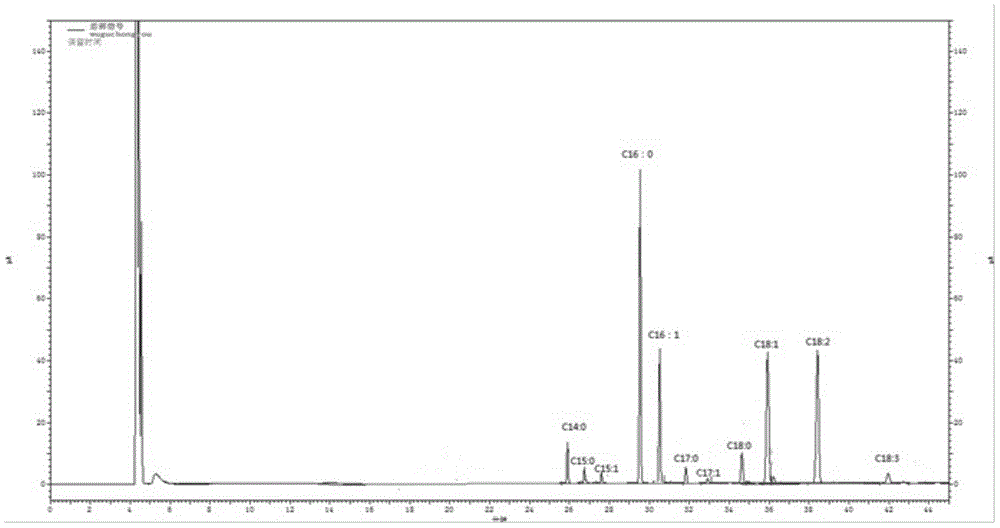 Maggot oil extraction by ultrasonic-assisted extraction method and maggot oil