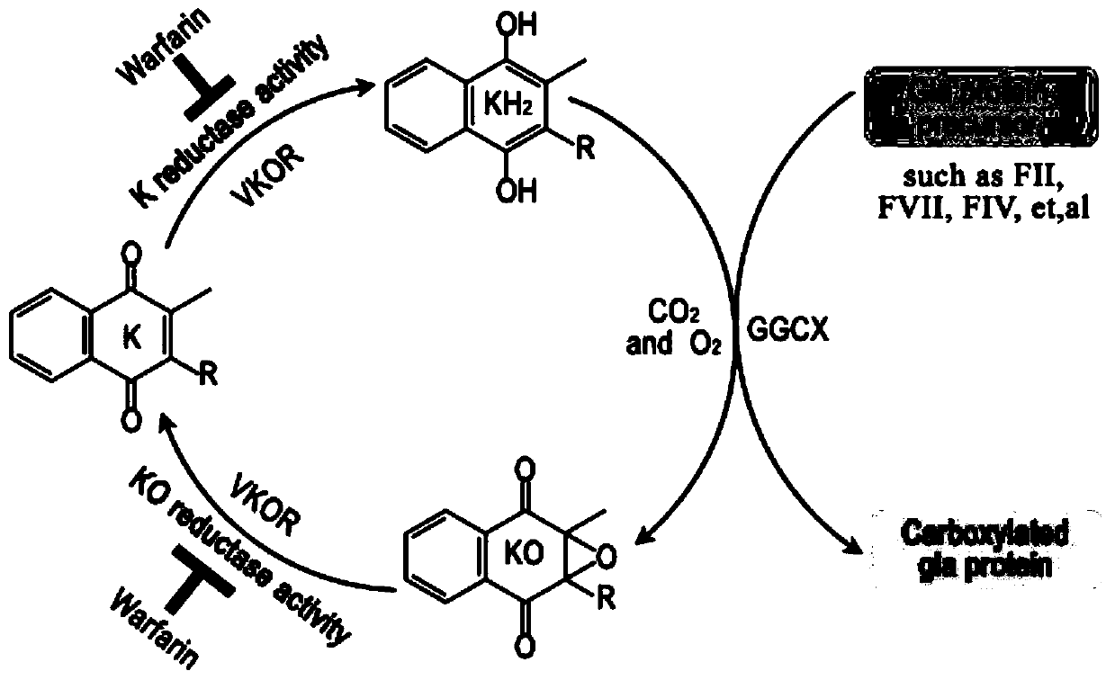 Screening method and application of small molecular compound for targeted inhibition of vitamin K epoxide reductase