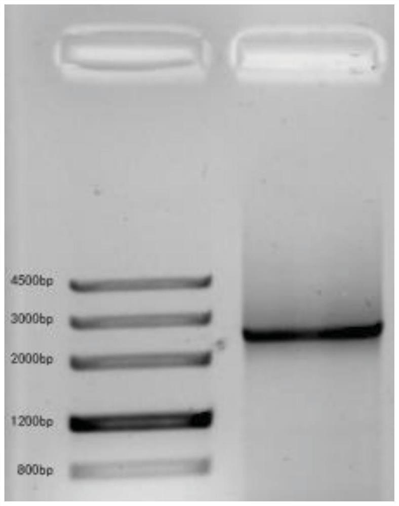 A line-type retrotransposon sequence specific to the centromere of P. trichocarpa and its application